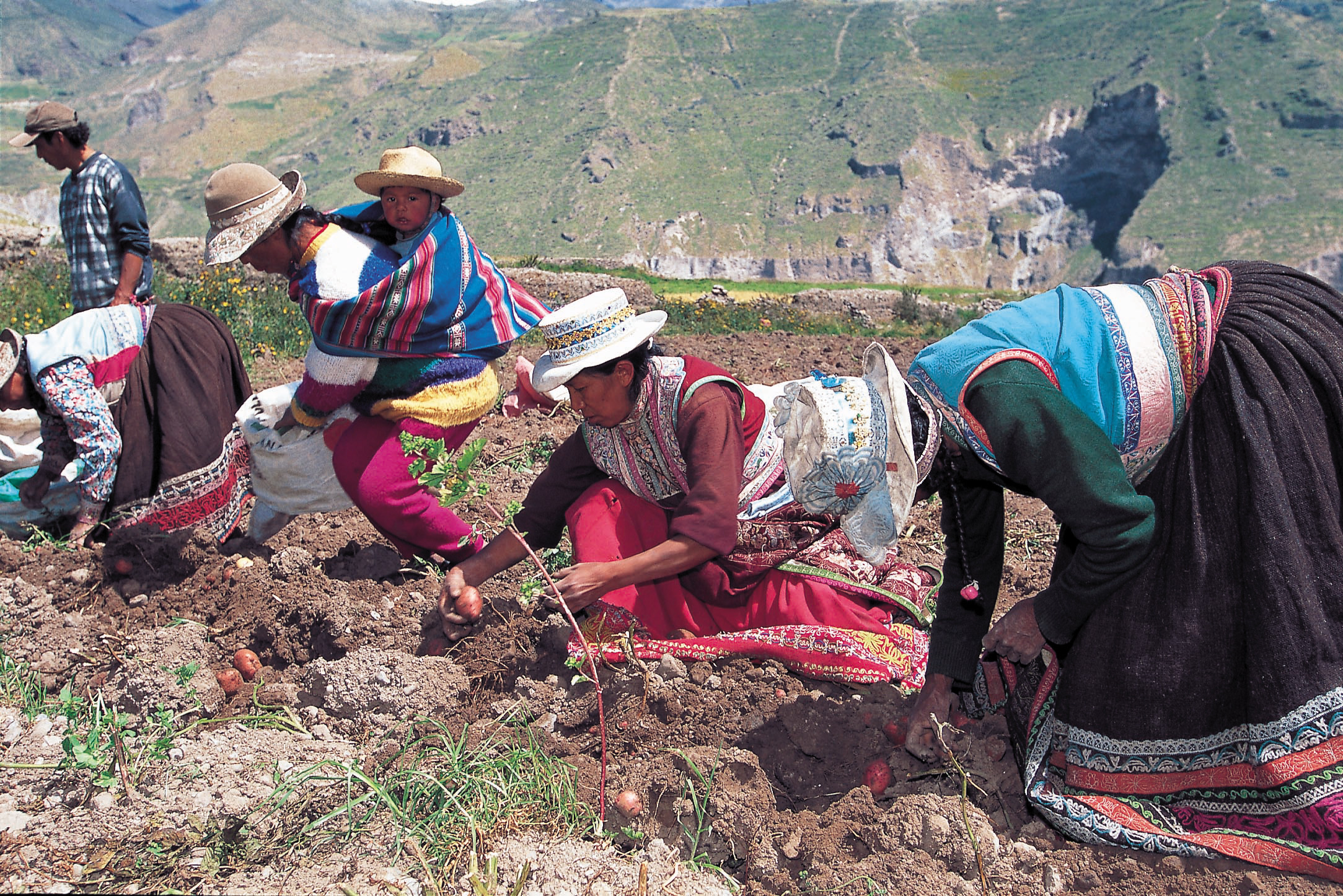 Andean women working the land in traditional dress, showcasing rural life in Colca Canyon, Peru. 