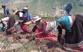 Andean women working the land in traditional dress, showcasing rural life in Colca Canyon, Peru. 