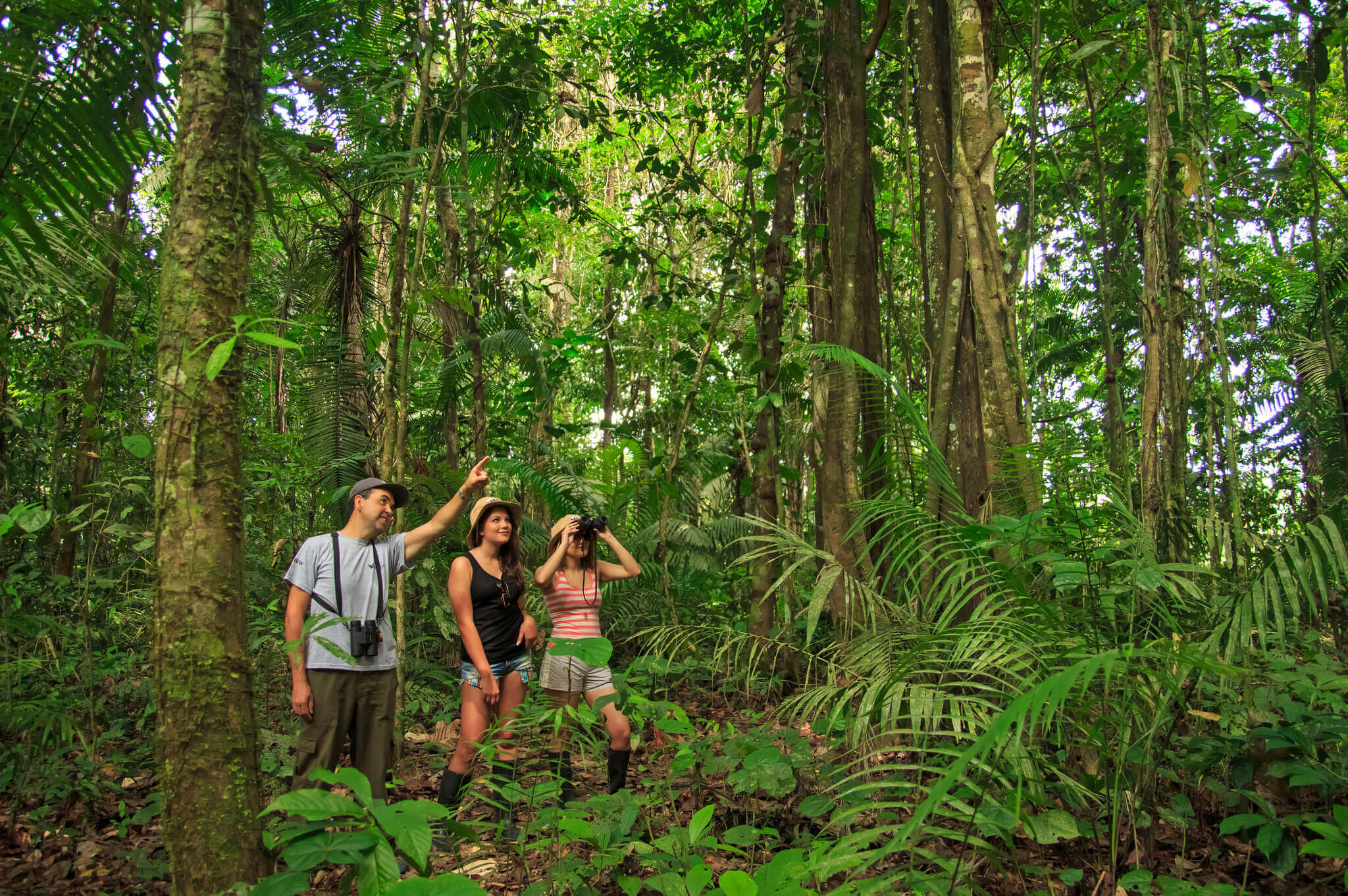 Discover the rainforest with expert guides