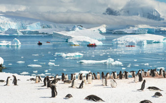 Penguins in Antarctica