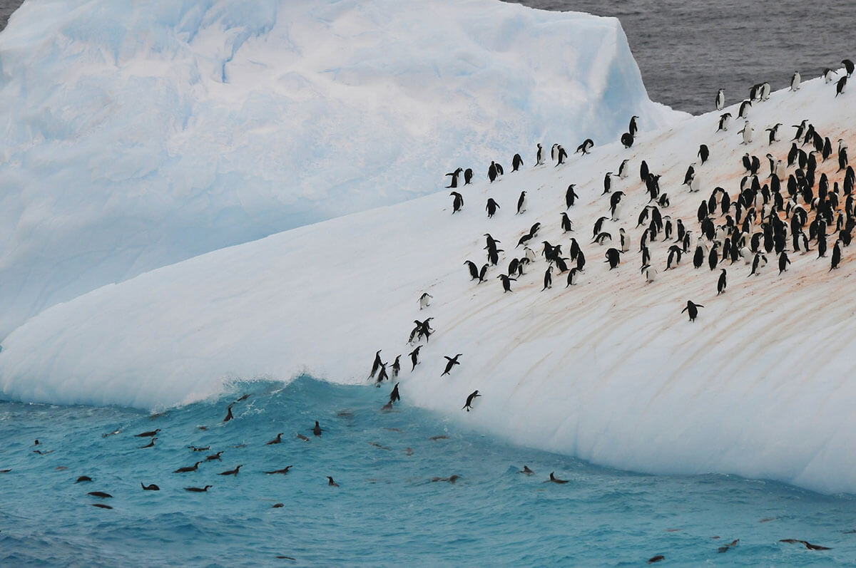 silversea-antarctica-cruise-colony-penguins-2.jpg