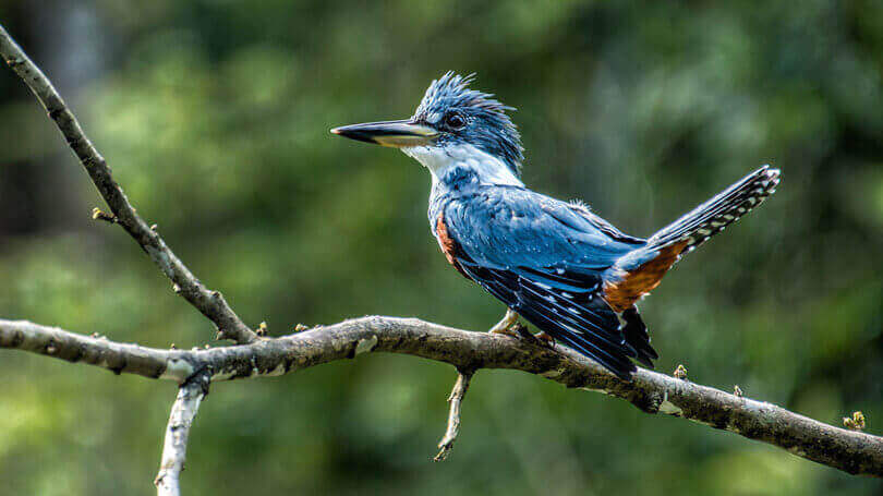 Exotic birdlife awaits