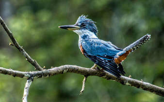 Exotic birdlife awaits