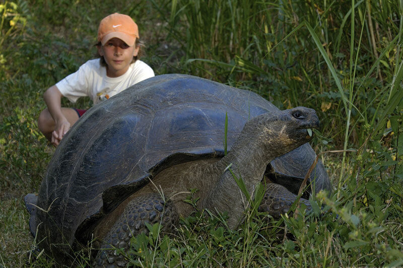 Tortue géante des Galapagos