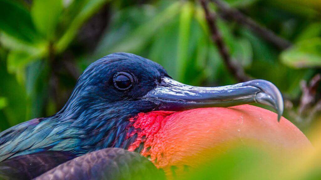 Frégate îles Galapagos Equateur