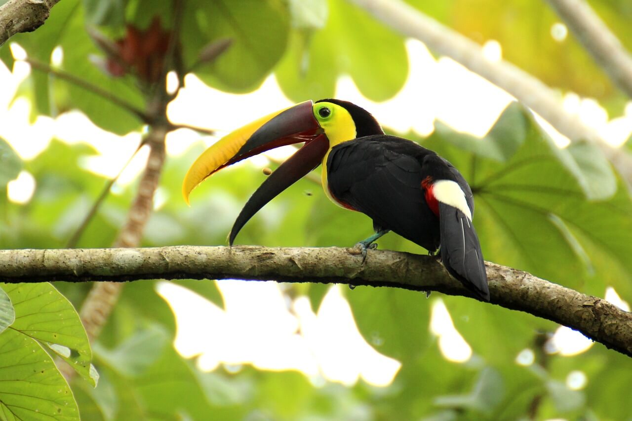 Oiseau Toucan au Costa Rica