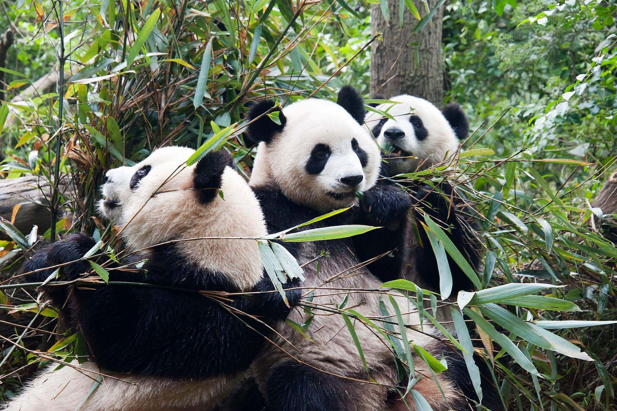 Chengdu