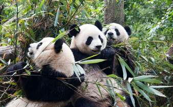 Chengdu