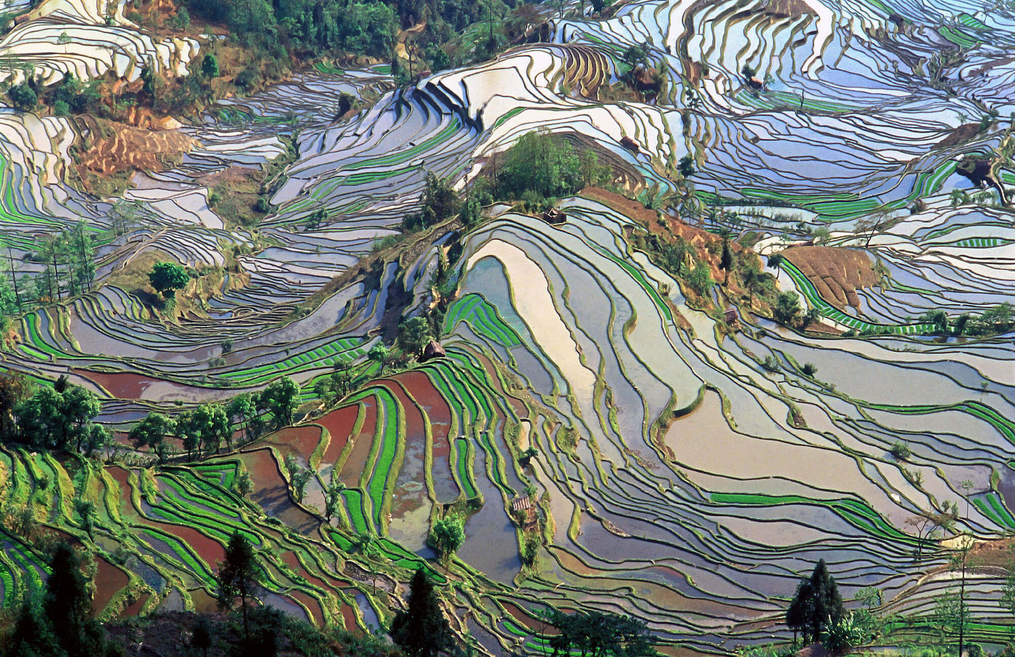 Rice's Terraces