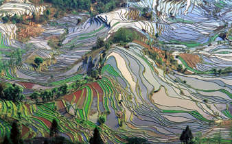 Rice's Terraces