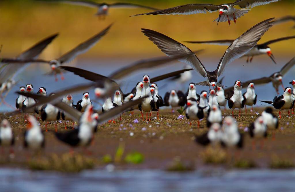 Biodiversité Pantanal