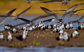 Biodiversité Pantanal