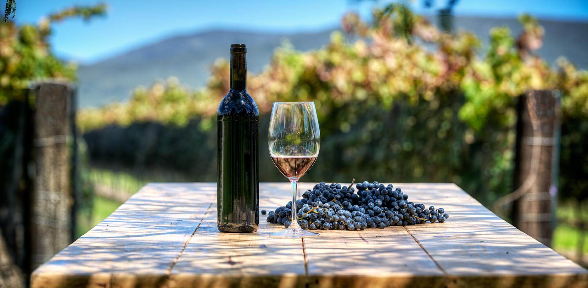 Dégustation de vins au Chili