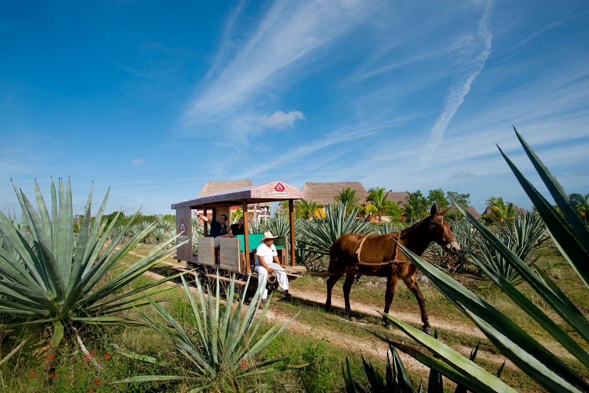 Tourists enjoy a horse-drawn cart ride in Sisal through lush agave fields at a traditional Mexican hacienda. 