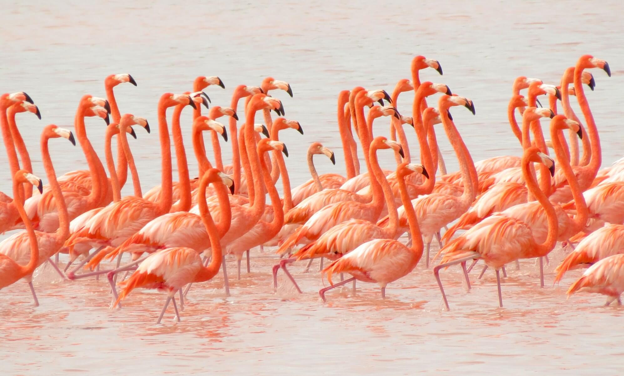 Large flock of bright pink flamingos wading in the shallow waters of the Celestun Biosphere Reserve, Yucatan, Mexico. 