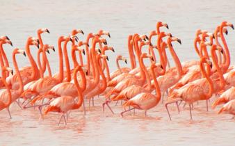 Large flock of bright pink flamingos wading in the shallow waters of the Celestun Biosphere Reserve, Yucatan, Mexico. 