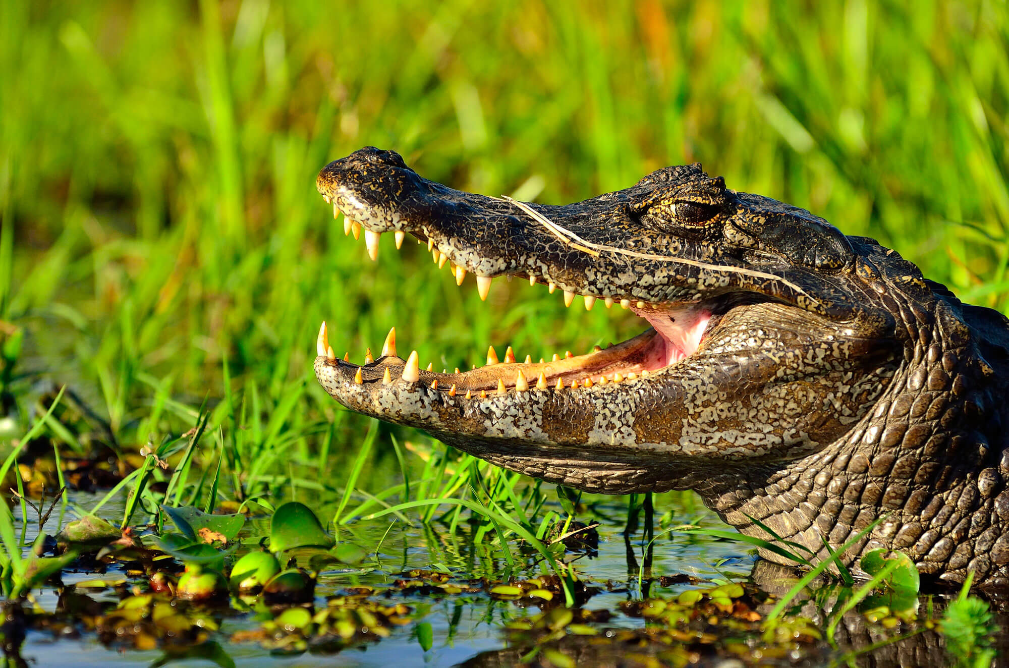 Caiman Ibera Argentine