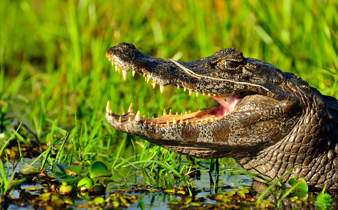 Caiman Ibera Argentine