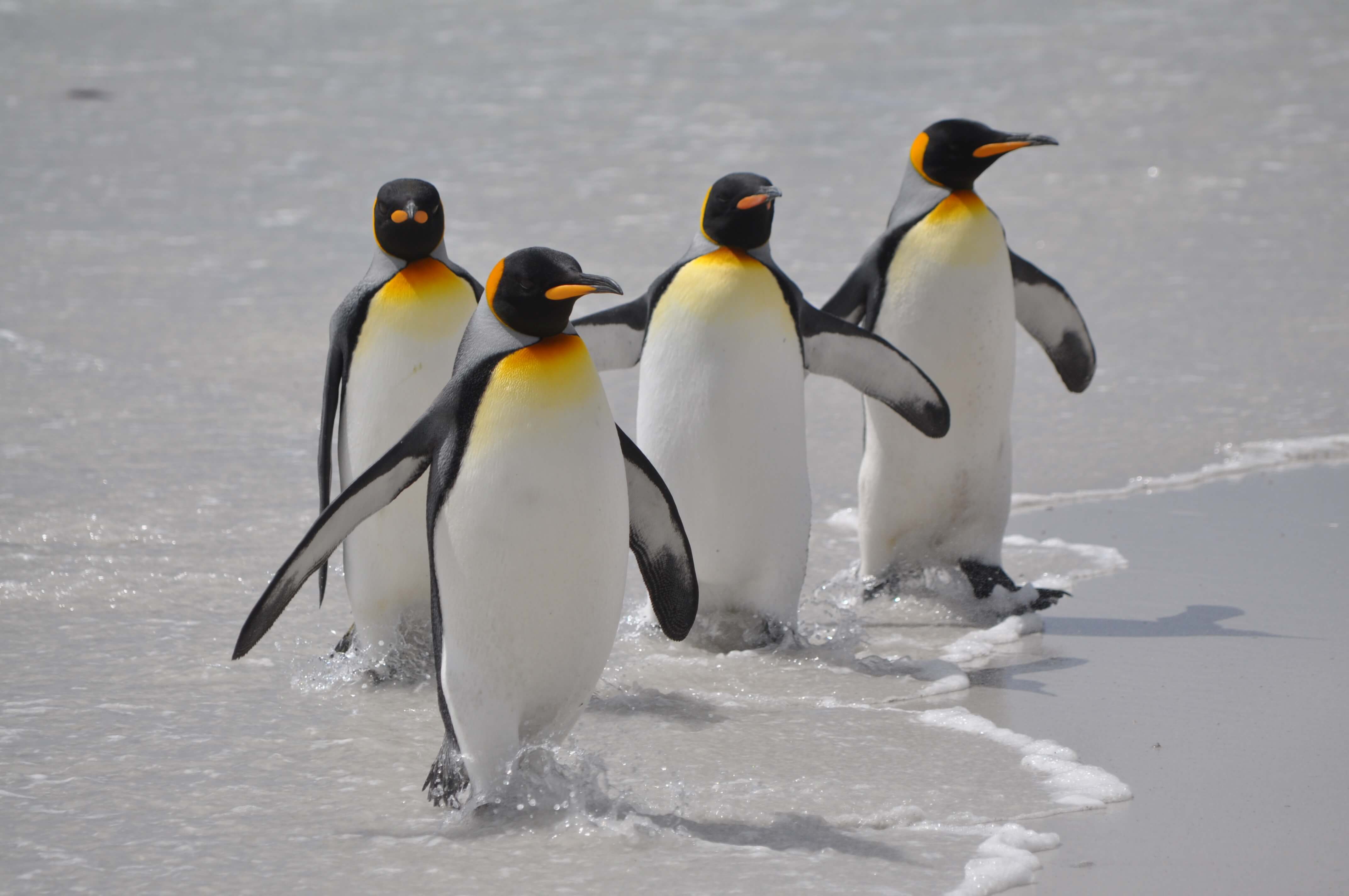 Emperor penguins