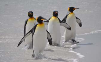 Emperor penguins