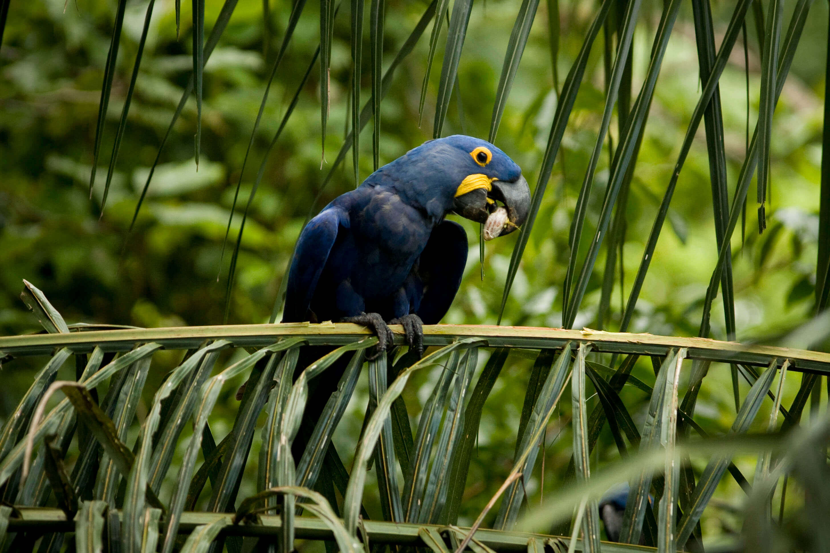 Hyacinth Macaw perched on palm fronds at Caiman Ecological Refuge in Brazil's Pantanal. 