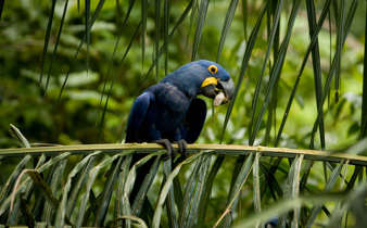Hyacinth Macaw perched on palm fronds at Caiman Ecological Refuge in Brazil's Pantanal. 