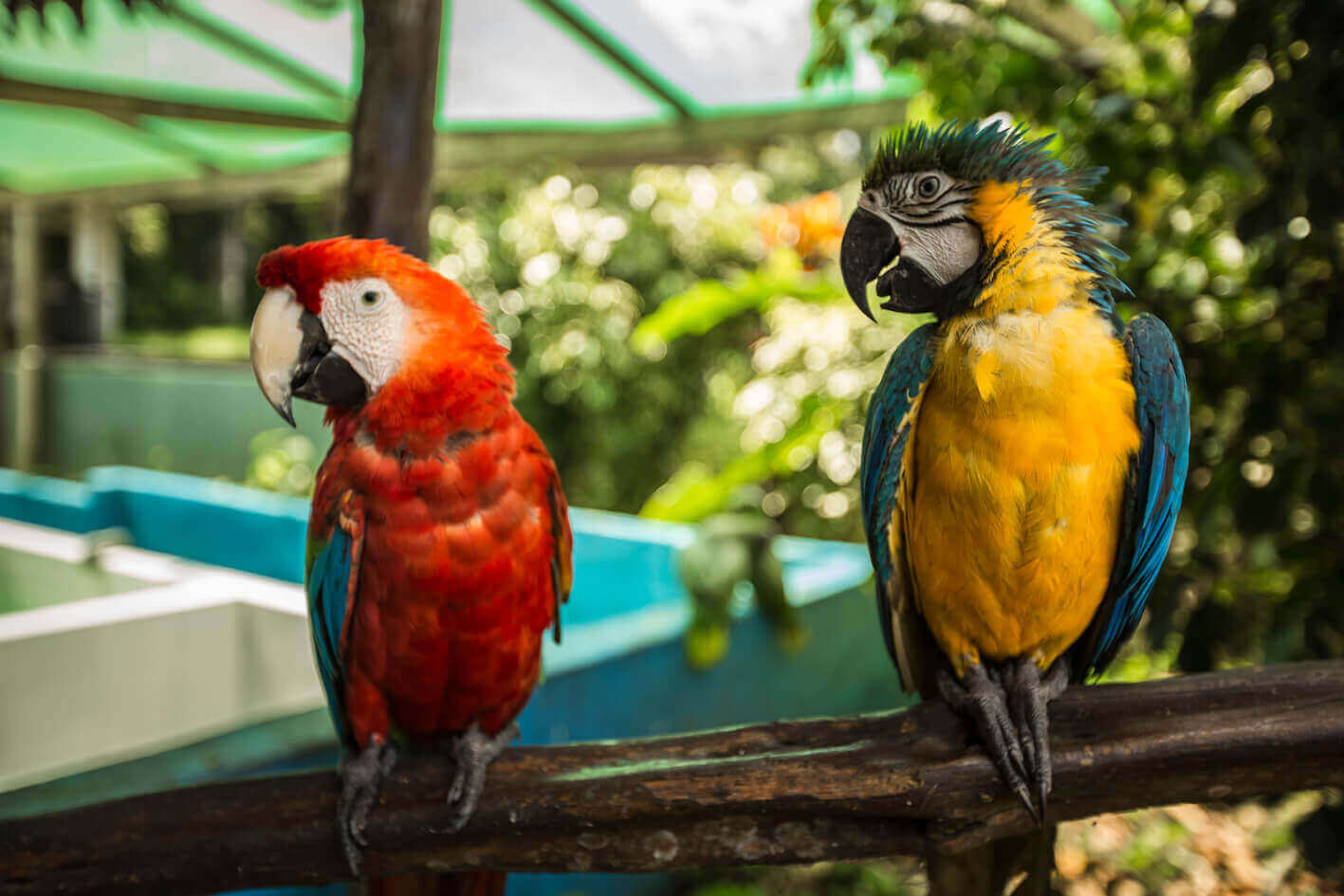 Parrots in the Amazon