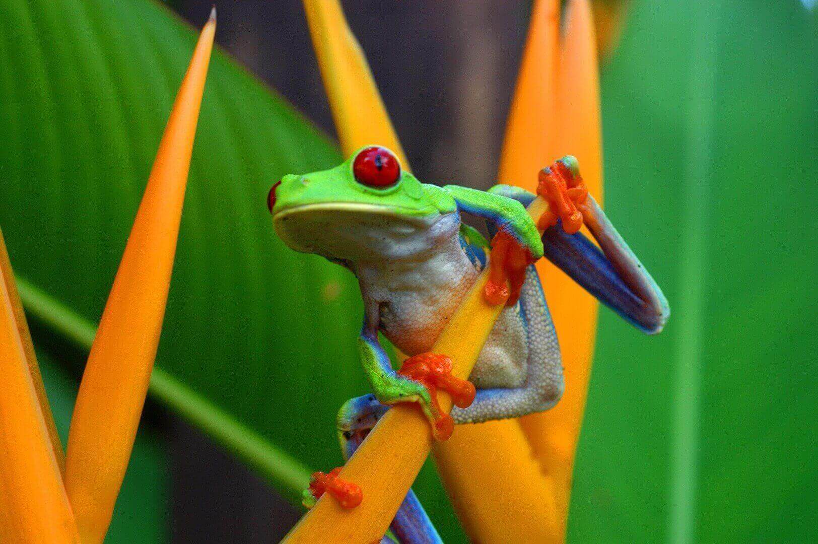 Grenouille Costa Rica