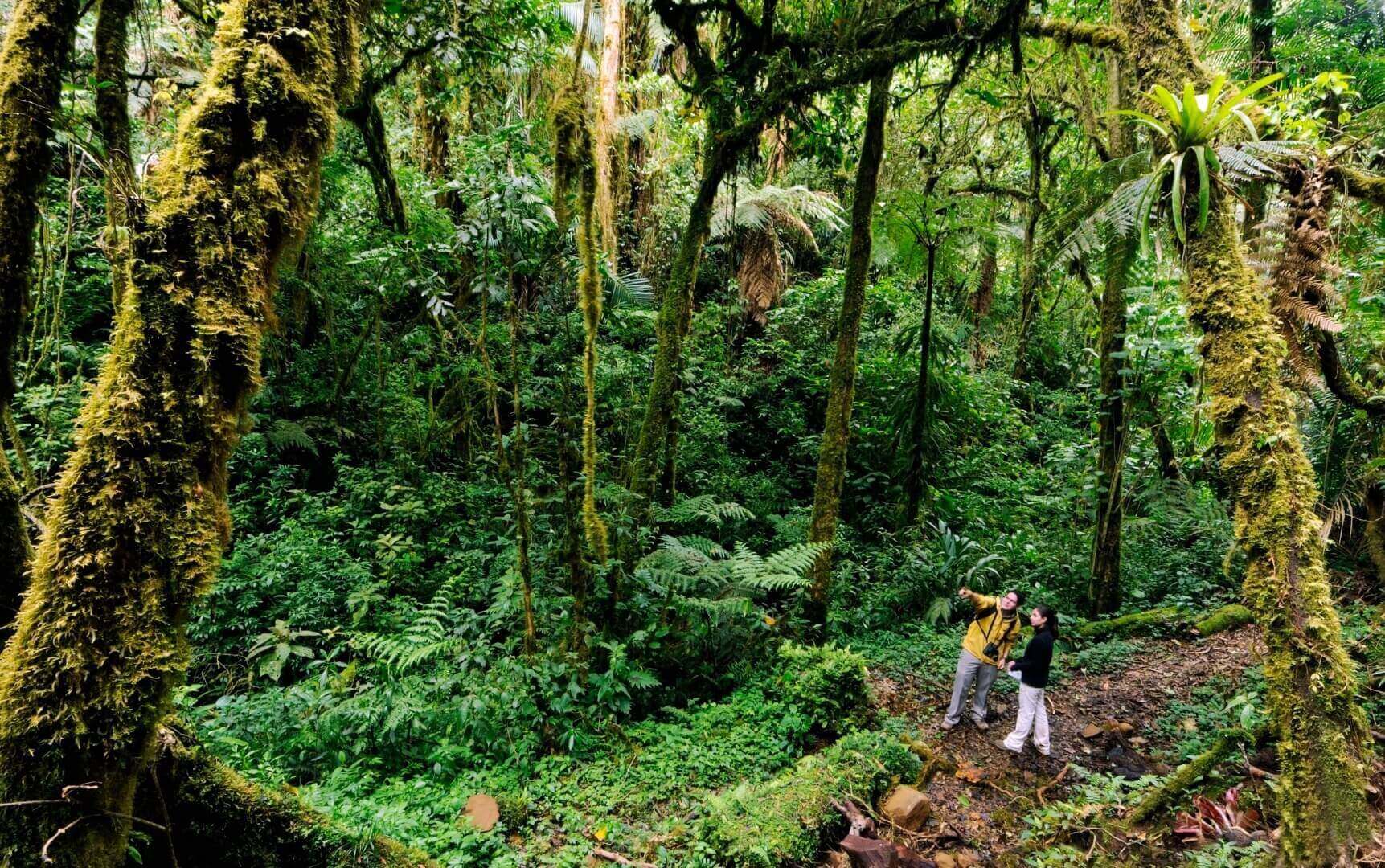 Forêt nuageuse de Monteverde     