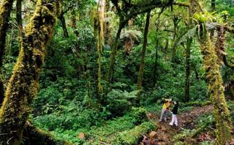Hikers wonder through Monteverde's misty forest, surrounded by towering trees and lush moss-covered paths. 
