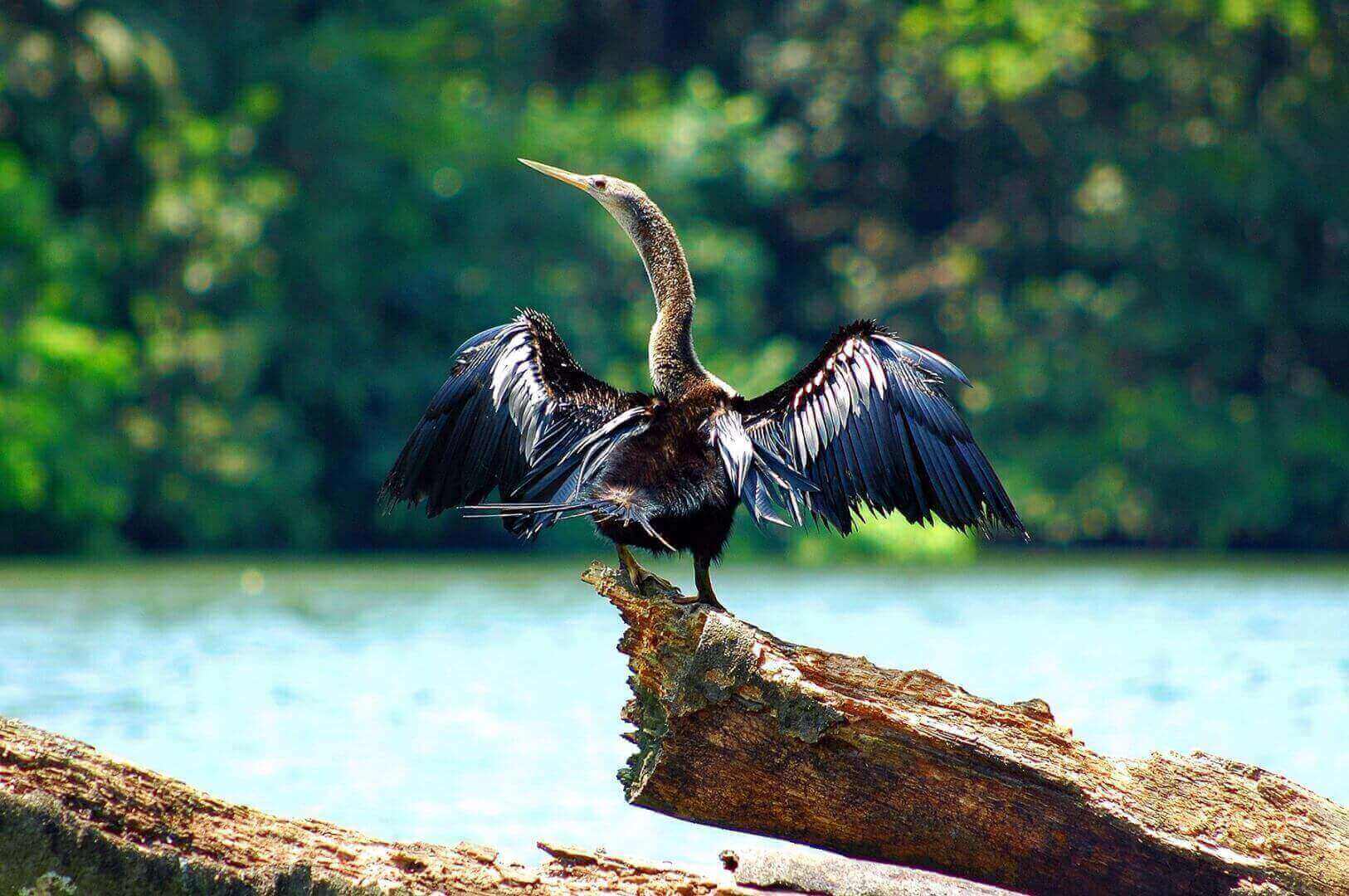 An anhinga perches on a sunlit log, spreading its wings to dry after a dive in Costa Rica's wetlands. 
