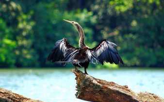 An anhinga perches on a sunlit log, spreading its wings to dry after a dive in Costa Rica's wetlands. 