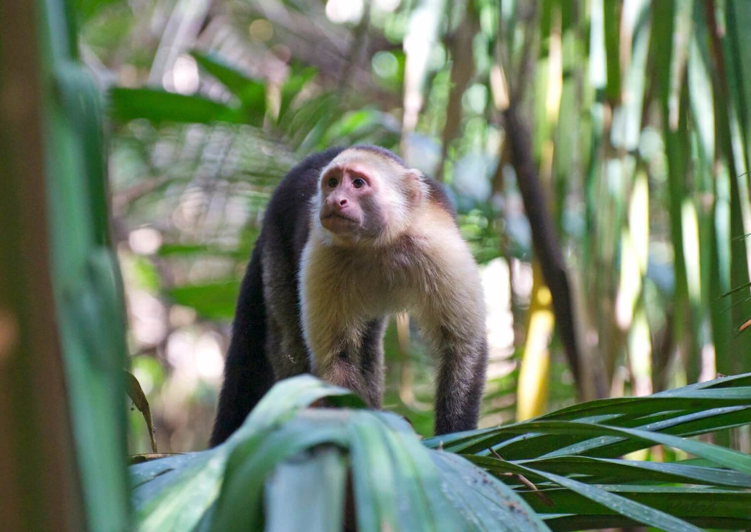 A curious capuchin monkey peers through jungle leaves in the lush forests of Sarapiqui. 