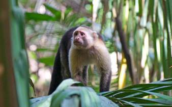 A curious capuchin monkey peers through jungle leaves in the lush forests of Sarapiqui. 