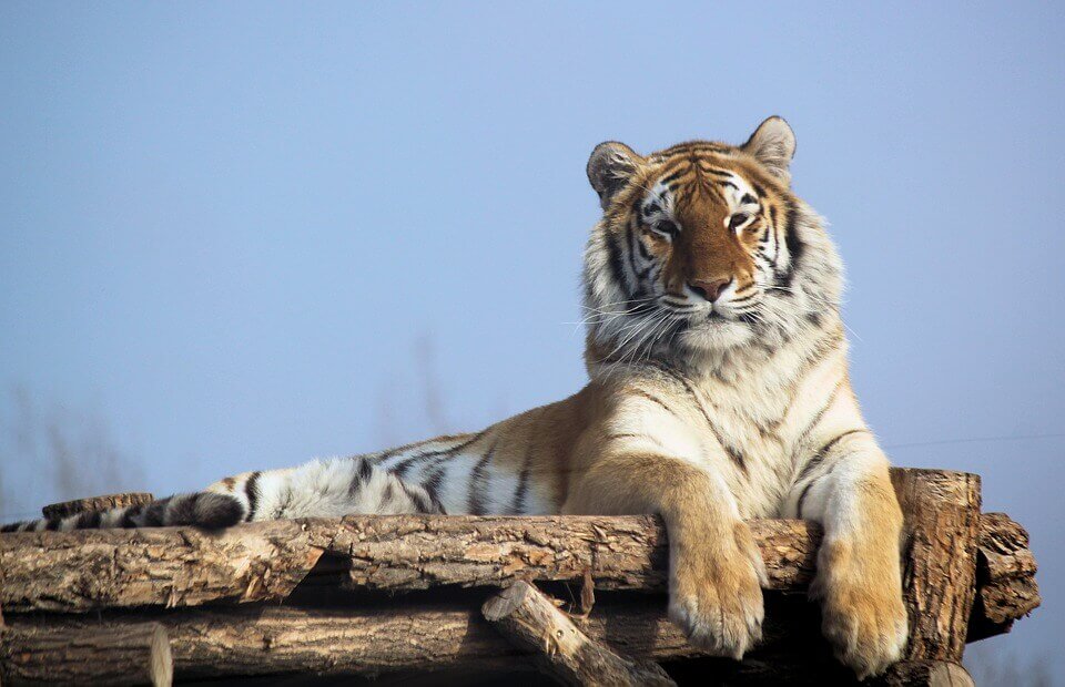 The Majestic Bengal Tiger