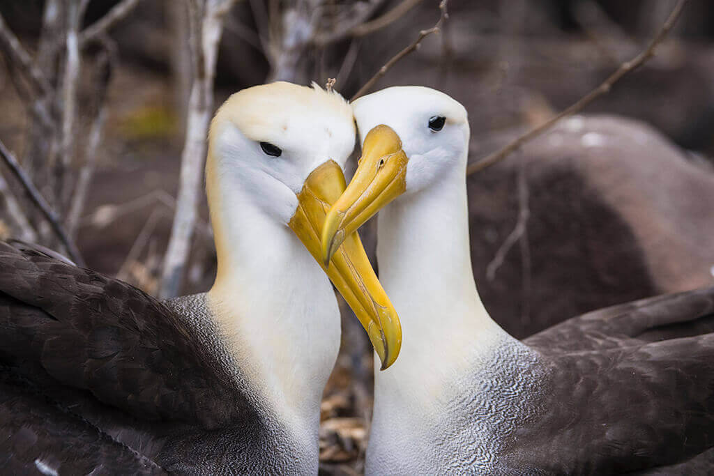 Love for life