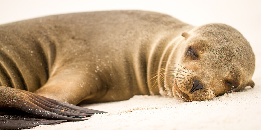 Galapagos Sea Lion 1