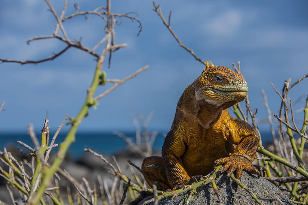 Land Iguana 5