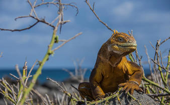 Land Iguana 5