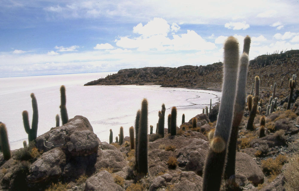 Salar E Isla Pescado