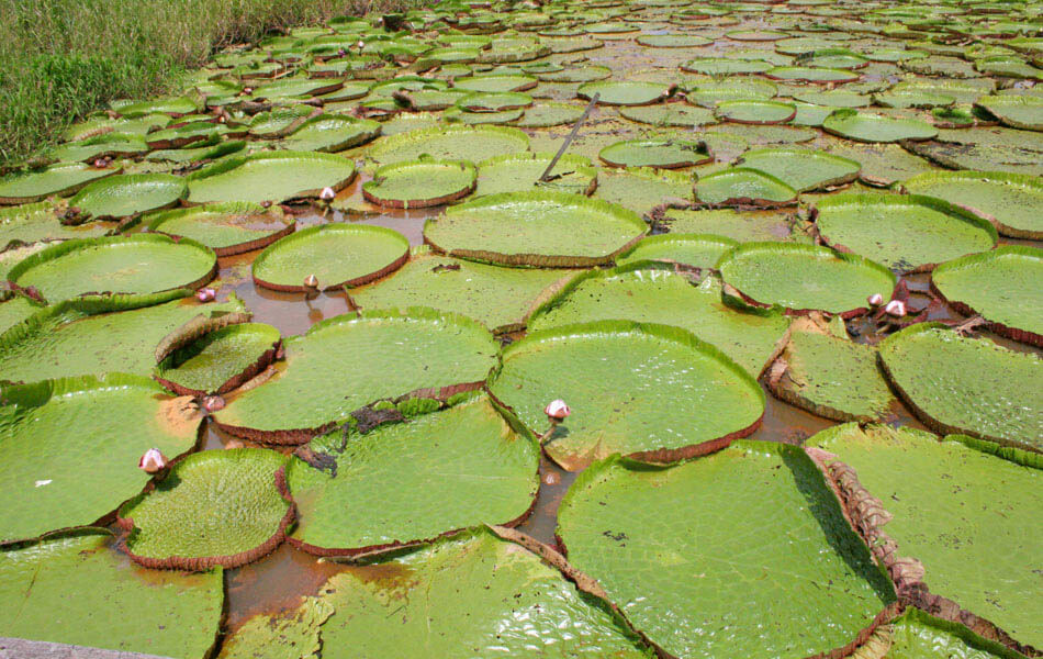 Giant Victoria Amazonica water lilies floating on the surface of a calm waterway in the Amazon Rainforest, Brazil. 
