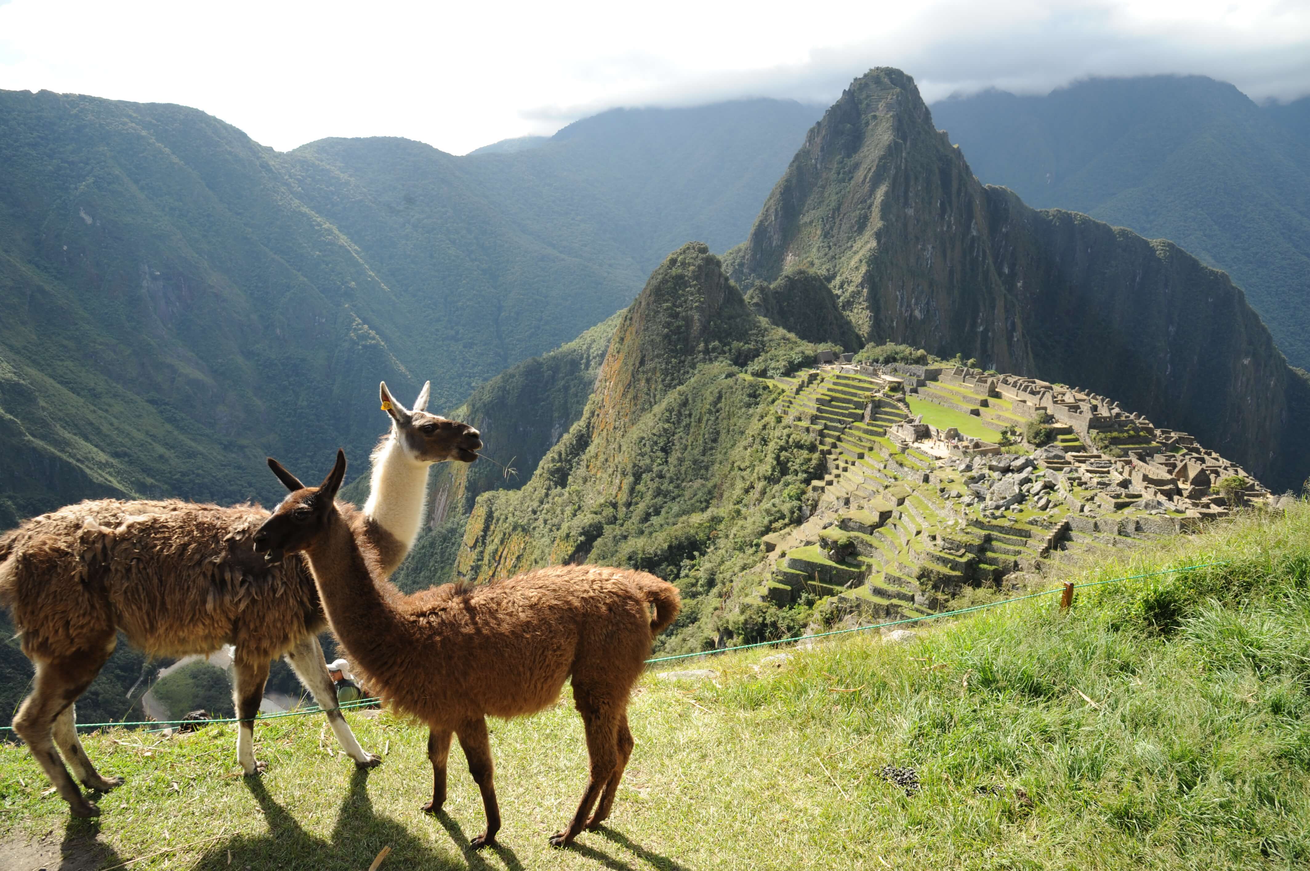 Two llamas graze peacefully on Machu Picchu's grassy slopes, with the ancient citadel behind them. 