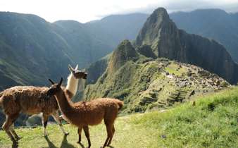 Two llamas graze peacefully on Machu Picchu's grassy slopes, with the ancient citadel behind them. 