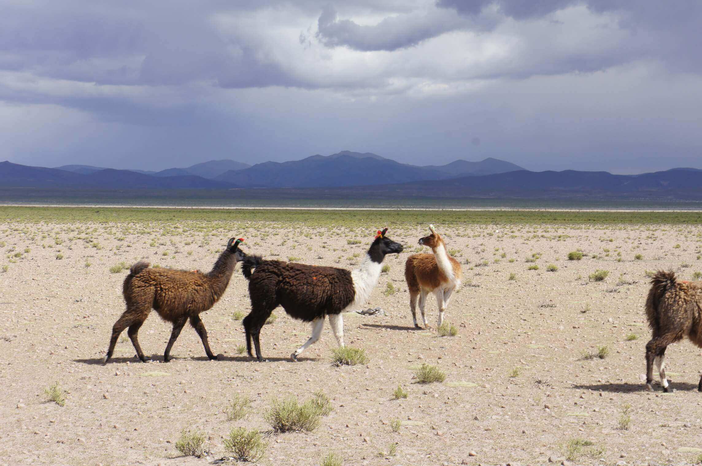 South America - Bolivia, llamas roam across the remote Altiplano with distant Andes mountains on the horizon. 