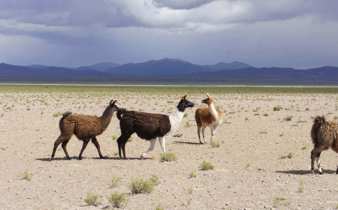 South America - Bolivia, llamas roam across the remote Altiplano with distant Andes mountains on the horizon. 