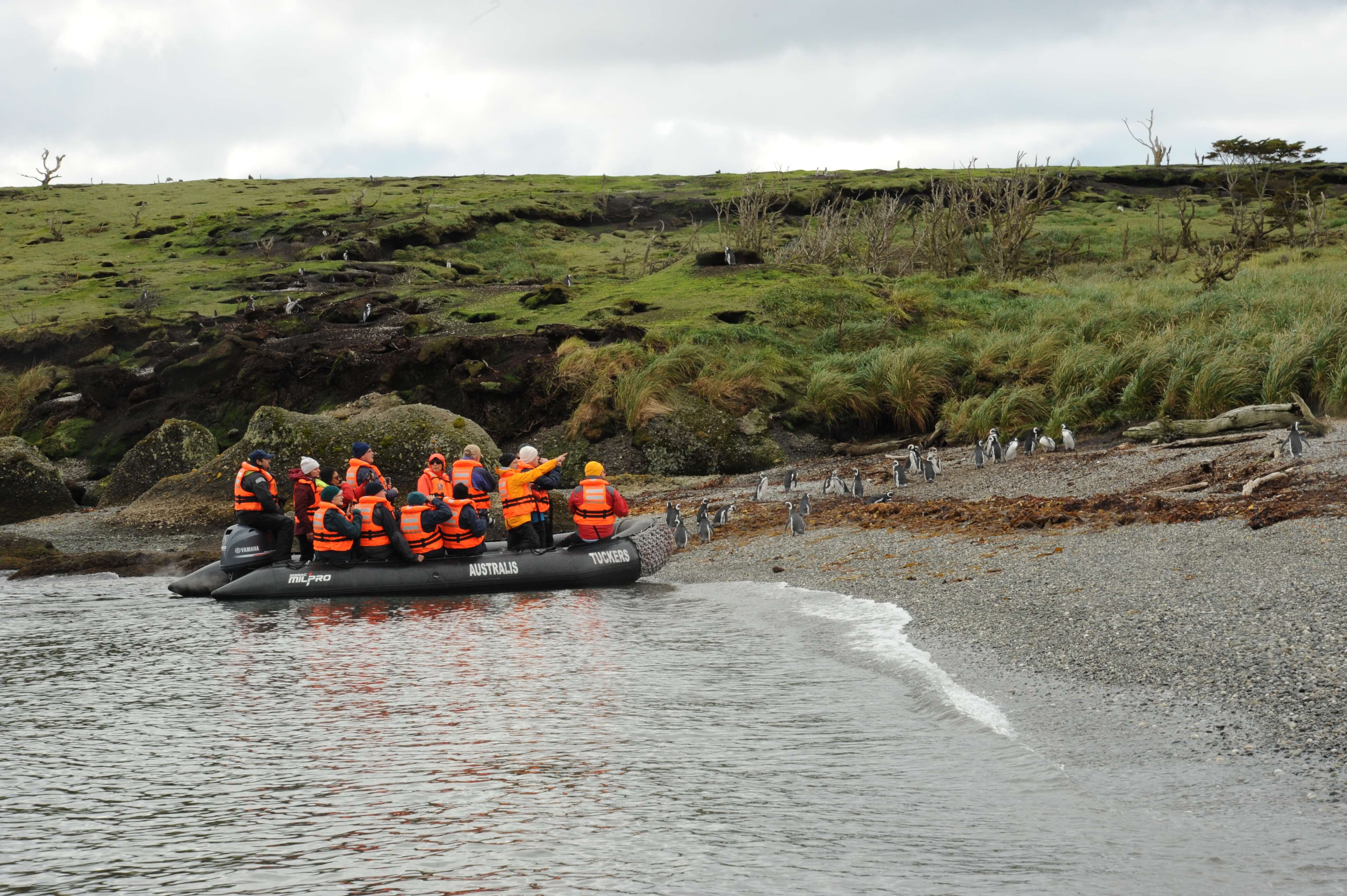zodiac-landing-penguin-colony-australis-cruise-chile.jpg