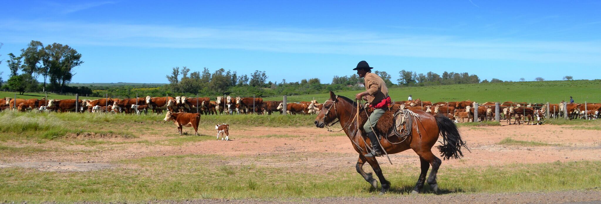 Gaucho dans la Pampa Uruguayenne 