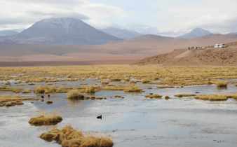 Golden tufts of grass dot a tranquil wetland on the Chilean Altiplano, with distant volcanoes rising under a cloud sky. 