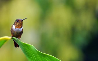 A tiny hummingbird rests gracefully on a board green leaf, glowing in Costa Rica's morning light. 