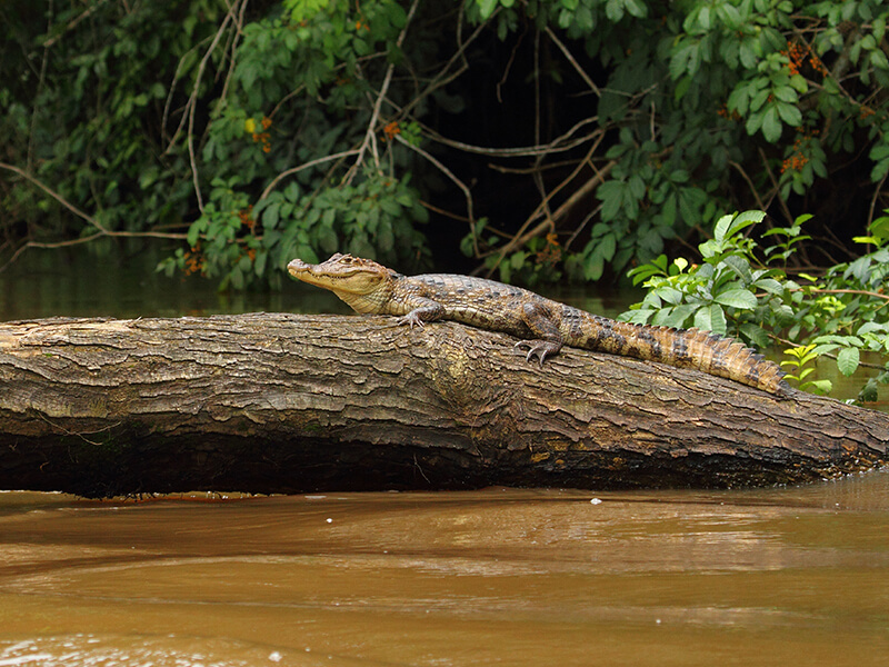 A caiman rests motionless on a log in Cano negro's murky river, blending into the wetland wilderness. 